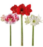 Amarilis rezani 1 kom