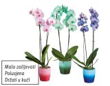 Orhideja phalaenopsis (u tegli)