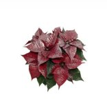 Božićna zvijezda sjajna