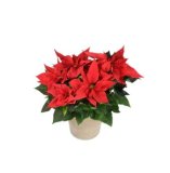 Domaća božićna zvijezda komad