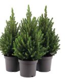 Bor Picea Glauca Conica Ø 19 cm 1 kom