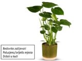Monstera u keramičkoj tegli