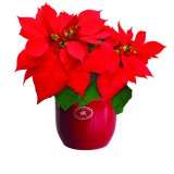 Tegla za cvijeće fi 15, 1 kom