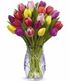 Buket tulipana razne boje, 7 komada 1 buket