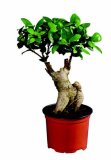 Ficus ili Pahira
