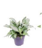 ZELENI CVIJET URBAN Ø 12 cm, razne vrste 1 kom