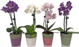 ORHIDEJA MINI u ukrasnoj tegli 1 kom