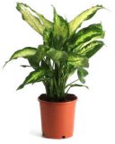 CVIJET DIEFFENBACHIA