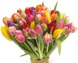 BUKET TULIPANA 1 kom.