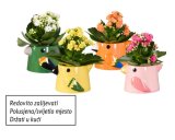 Kalanhoa (u ukrasnoj tegli)