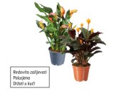 Kalateja, Kala ili Anturij