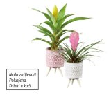 Mini bromelija (u keramičkoj tegli)