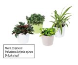 Mini sukulenti (u keramičkoj tegli)