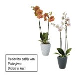 Orhideja phalaenopsis (u keramičkoj tegli)