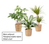 Zeleni mix (u pletenoj tegli)