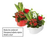 Aranžman (u cinčanom srcu)