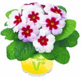 Jupiter' (lat. Primula vulgaris)