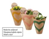 Mini kalanhoa (u ukrasnom pakiranju)