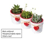 Mini sukulenti (u keramičkoj tegli)