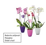 Orhideja phalaenopsis (u staklenoj tegli)