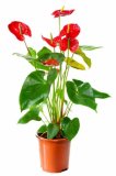 Anthurium Royal Pink 1 kom.