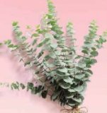 Buket eukaliptusa 3 kom.