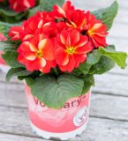 'Rubens F1' (lat. Primula vulgaris)