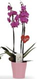ORHIDEJA PREMIUM 1 kom