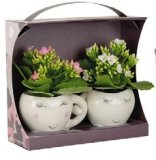 KALANHOA COUPLE 1 kom