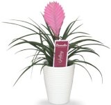 TILLANDSIA ANITA 1 kom