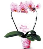 ORHIDEJA VALENTINOVO 1 kom