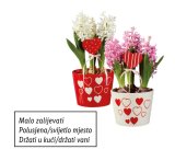 Zumbul (u keramičkoj tegli)