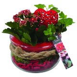 Aranžman valentinovo fi 16 cm, 1 kom