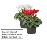 Ciklama (u ukrasnoj vrećici)