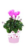 Cyclamen mix fi 12 cm, 1 kom