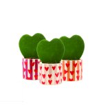 Hoya kerrii fi 7 cm, 1 kom