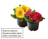 Jaglac (u ukrasnoj vrećici)