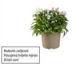 Potočnica (trobojna)