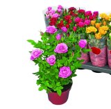 Rosa mix fi 12 cm, 1 kom