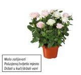 Ruža lončanica (dvobojna)