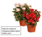 Ruža lončanica ili Begonija