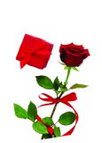 RUŽA rezana 1 kom.