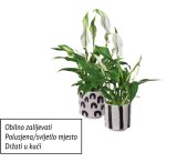 Spatifilum (u keramičkoj tegli)