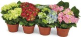 HORTENZIJA Ø 10 cm, razne boje