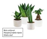 Biljni/Sanseverija mix