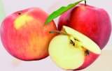 Jabuka Jonagold