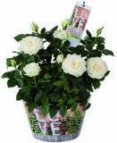 Ruža lončanica 1 kom