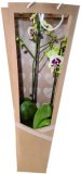 Orhideja phalaenopsis 1 kom