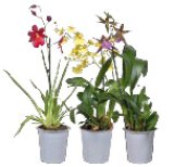 ORHIDEJA razne boje Ø 12cm, 1 kom.