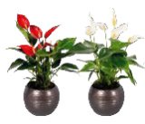 ANTURIUM Ø 10 cm, 1 kom.